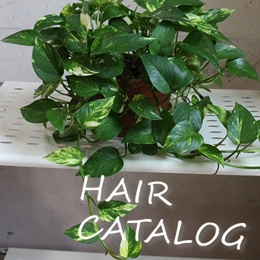 ヘアーカタログ